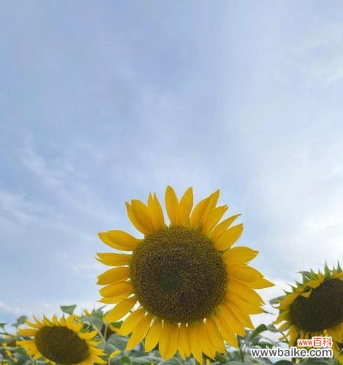 向阳花的花语及寓意解析 向阳花的花语