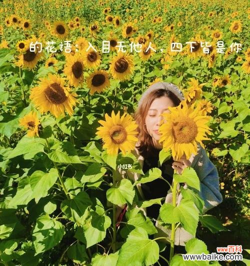 揭开向日葵隐藏的心语 向日葵的花语与象征寓意