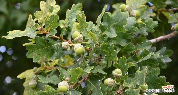 探索橡树作为象征的深层含义 橡树的象征意义