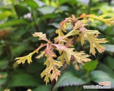 探索橡树作为象征的深层含义 橡树的象征意义