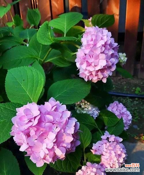 探究绣球花的象征意义及其相关文化传统 绣球花的花语和寓意