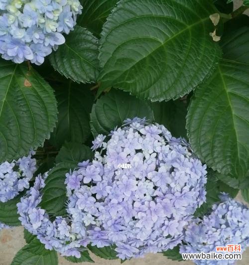 探究绣球花的象征意义及其相关文化传统 绣球花的花语和寓意