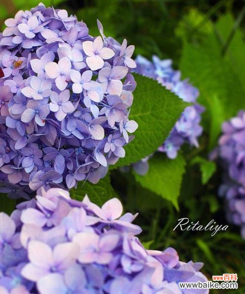 探索绣球花所代表的美丽和寓意 绣球花的象征意义与含义