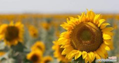 阳光之花的温暖与勇气 小向日葵的花语与寓意