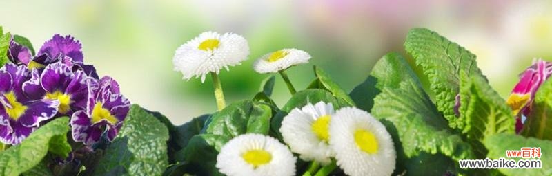 探寻小雏菊花语的神秘力量 小雏菊的花语与含义