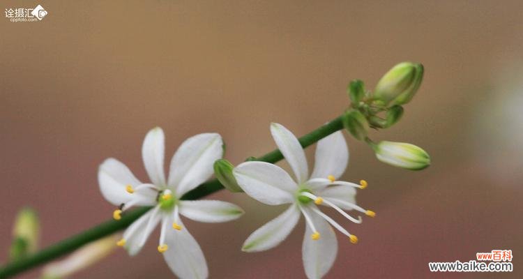 以小草代表坚强的人 小草的力量