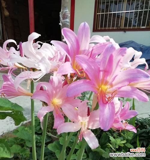 以小草代表坚强的人 小草的力量