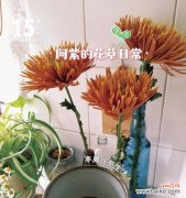 绚丽多彩 烟花菊