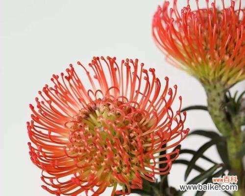 绚丽多彩 烟花菊