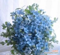 探秘熏衣草的花语 熏衣草的花语与寓意