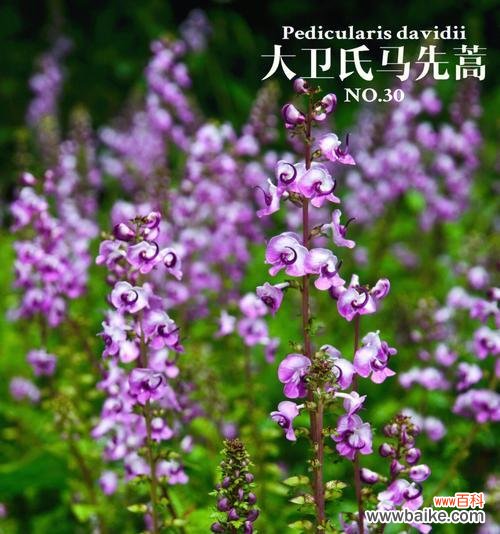 探秘玄参科植物的特点和功能 玄参科植物的共性特征