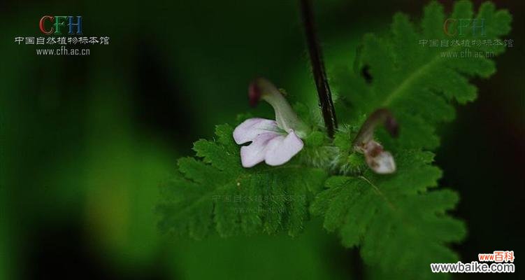 探秘玄参科植物的特点和功能 玄参科植物的共性特征