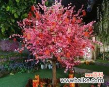 希望之树的神奇魅力 神秘的许愿树