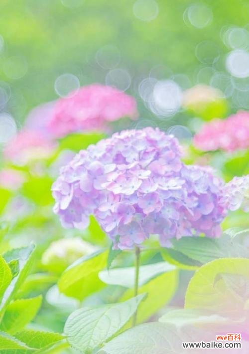 探寻绣球花的隐含心意 绣球花的花语与寓意