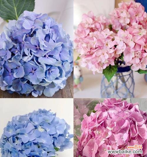 探寻绣球花的隐含心意 绣球花的花语与寓意