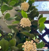 自然 叶子的象征意义