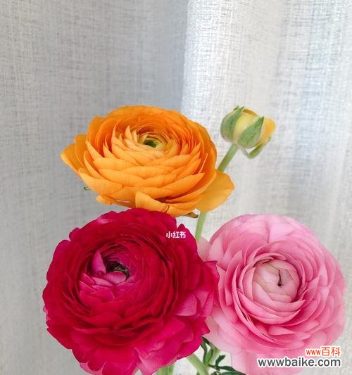 盛开于世界的花朵 洋牡丹的花语与寓意