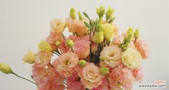 探索洋桔梗的花语与象征 洋桔梗花语的深刻含义