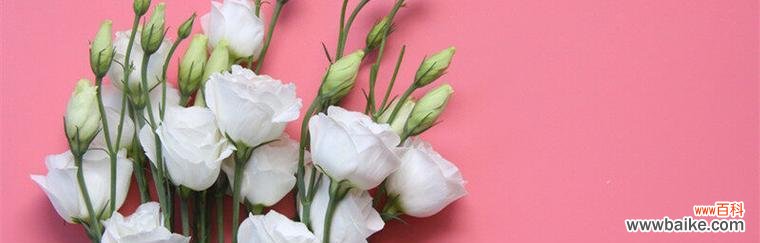 探索洋桔梗的花语与象征 洋桔梗花语的深刻含义