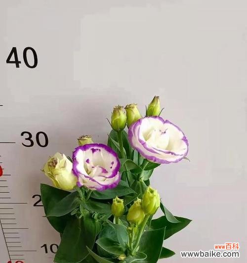 探索洋桔梗的花语与象征 洋桔梗花语的深刻含义