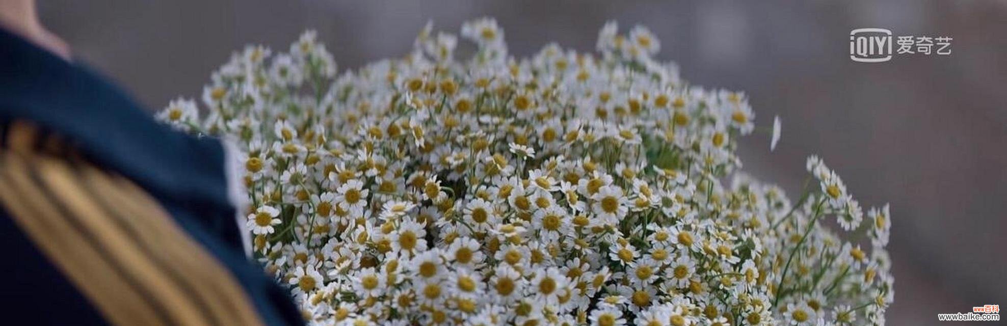 一朵洋甘菊所象征的纯真与忠诚 洋甘菊的花语与寓意