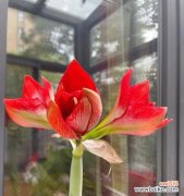 揭示洋葱开花的美丽变化和象征意义 洋葱开花的奇妙景象与寓意