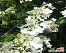 揭开琼花的神秘面纱 扬州市花琼花的象征与寓意