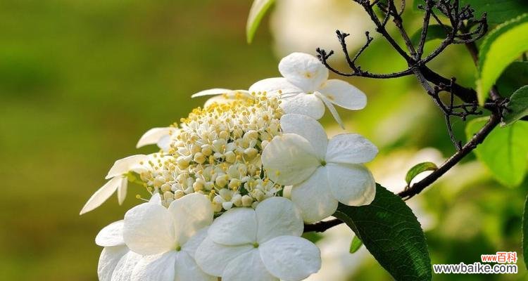 揭开琼花的神秘面纱 扬州市花琼花的象征与寓意