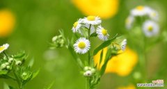 一年蓬 一年蓬的花语与寓意