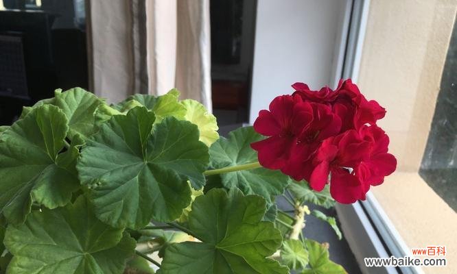 香气如诗 以一抹香开花