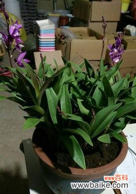 香气如诗 以一抹香开花