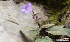 香气如诗 以一抹香开花