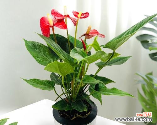 以一帆风顺为主题的花开寓意 一帆风顺，花开寓意