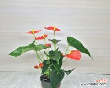 以一帆风顺为主题的花开寓意 一帆风顺，花开寓意