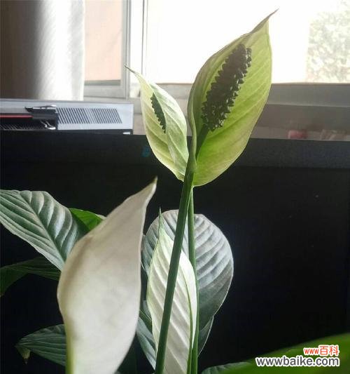 祝福与繁荣的象征——一帆风顺花 一帆风顺花的美丽寓意与象征