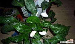 祝福与繁荣的象征——一帆风顺花 一帆风顺花的美丽寓意与象征