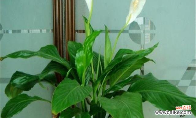 揭示花语与寓意 花开一帆风顺