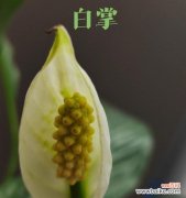 揭示花语与寓意 花开一帆风顺