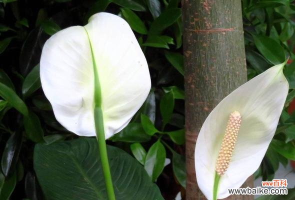 揭示花语与寓意 花开一帆风顺