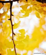 揭示银杏叶代表的寓意与象征 银杏叶的象征意义——秋季的韵律