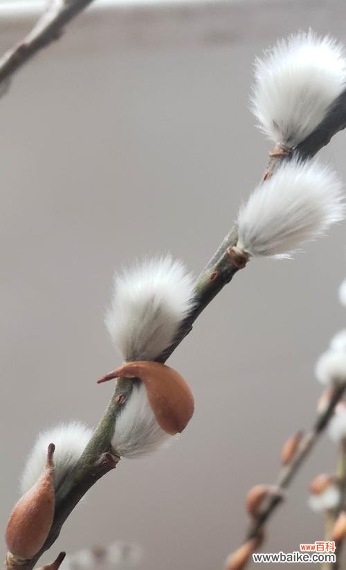 银柳花的象征与美好寓意 银柳的花语和寓意的意义
