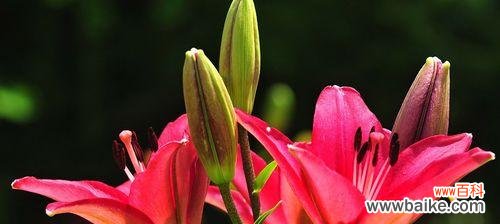 揭秘宜宾市花黄桷兰的花语与文化内涵 宜宾市花黄桷兰的象征意义