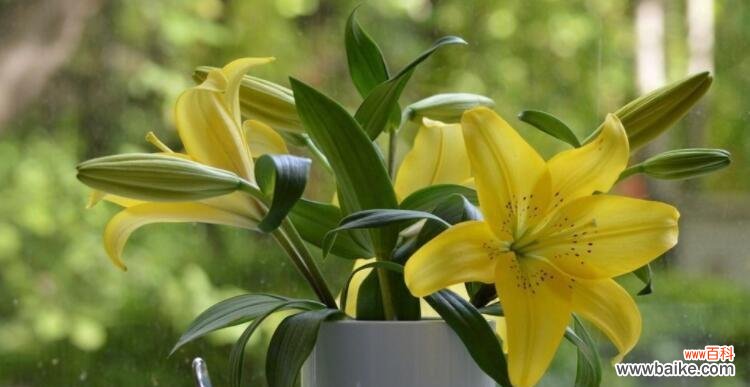 揭秘宜宾市花黄桷兰的花语与文化内涵 宜宾市花黄桷兰的象征意义