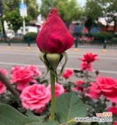 揭秘宜宾市花黄桷兰的花语与文化内涵 宜宾市花黄桷兰的象征意义