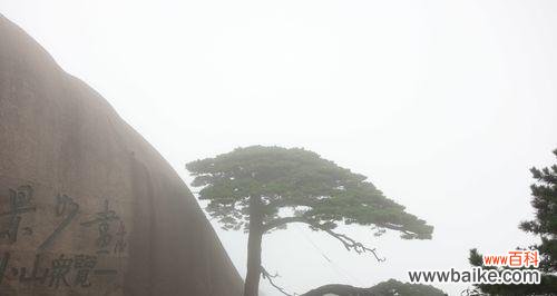 迎客松 以迎客松为代表的象征意义