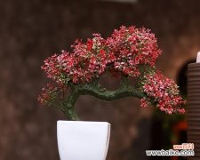 迎客松 以迎客松为代表的象征意义