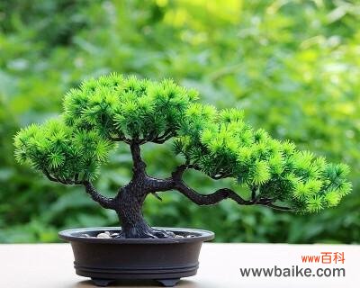 迎客松 以迎客松为代表的象征意义