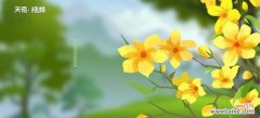 揭开迎春花花语的神秘面纱 迎春花