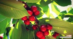 樱桃的浪漫魅力与文化意义 樱桃