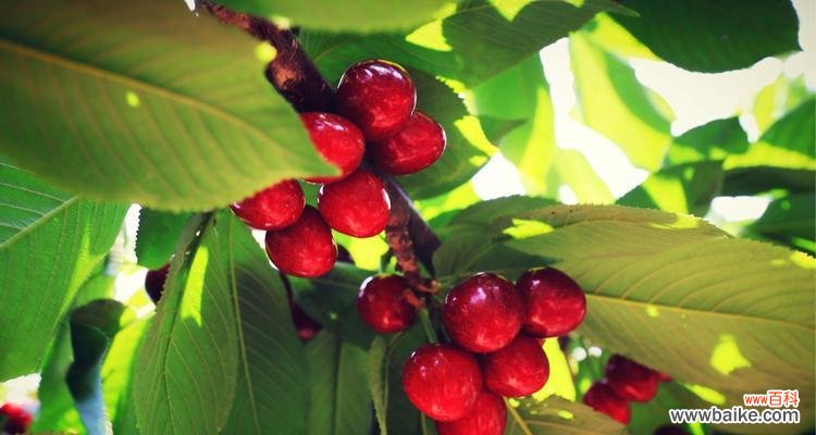 樱桃的浪漫魅力与文化意义 樱桃